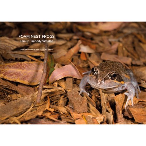 Frogs of South-East Queensland (Pocket Guide) - Image 5