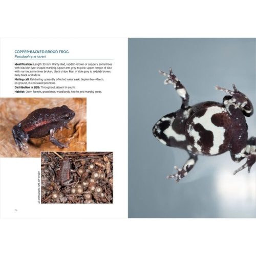 Frogs of South-East Queensland (Pocket Guide) - Image 8