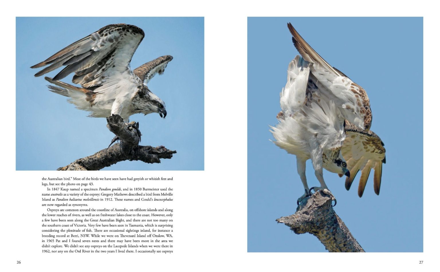Australian Hawks and Eagles: A Window into the Hidden World of Raptors ...