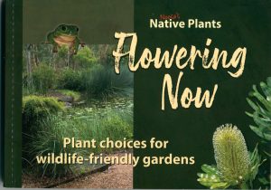 Noosa's Native Plants Flowering Now: Plant Choices for Wildife-friendly Gardens