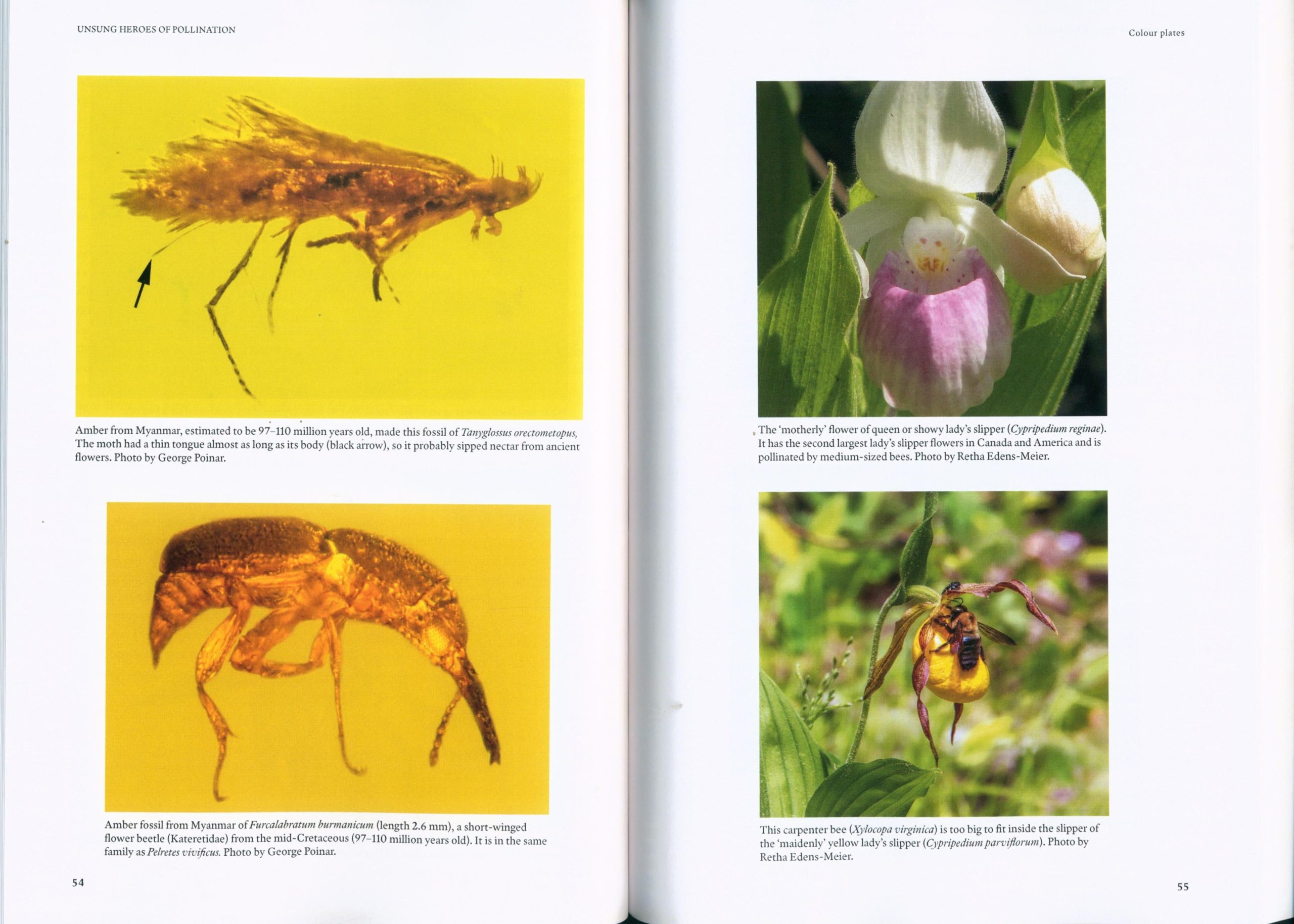 Unsung Heroes of Pollination: More Than the Birds and the Bees - Image 2