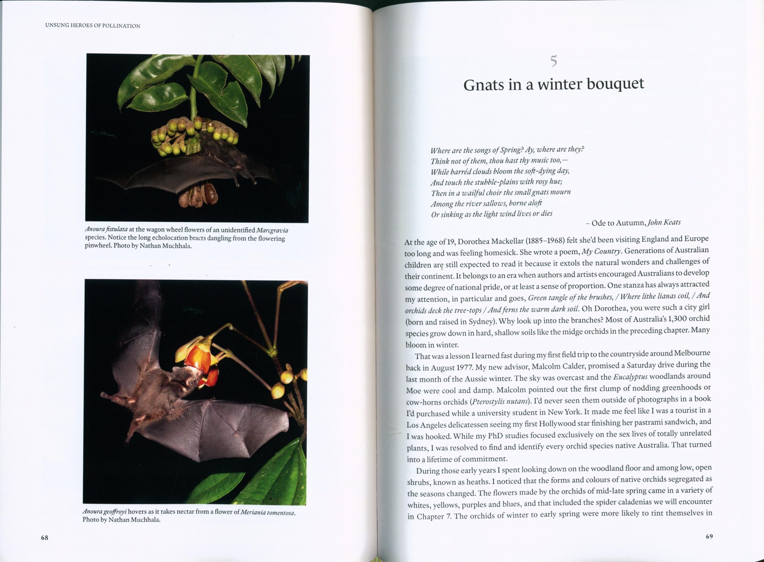 Unsung Heroes of Pollination: More Than the Birds and the Bees - Image 3