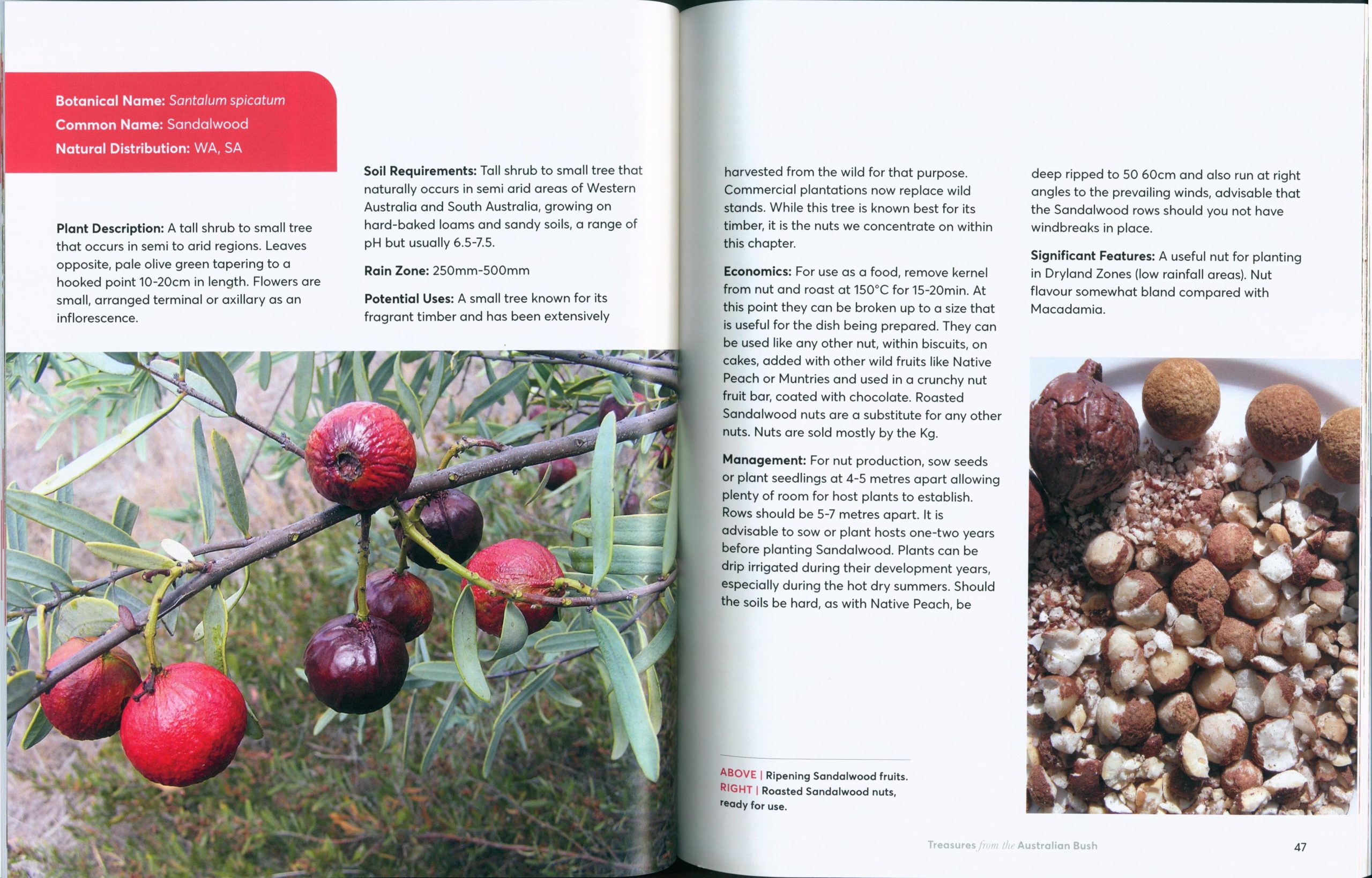 Treasures from the Australian Bush - Image 3