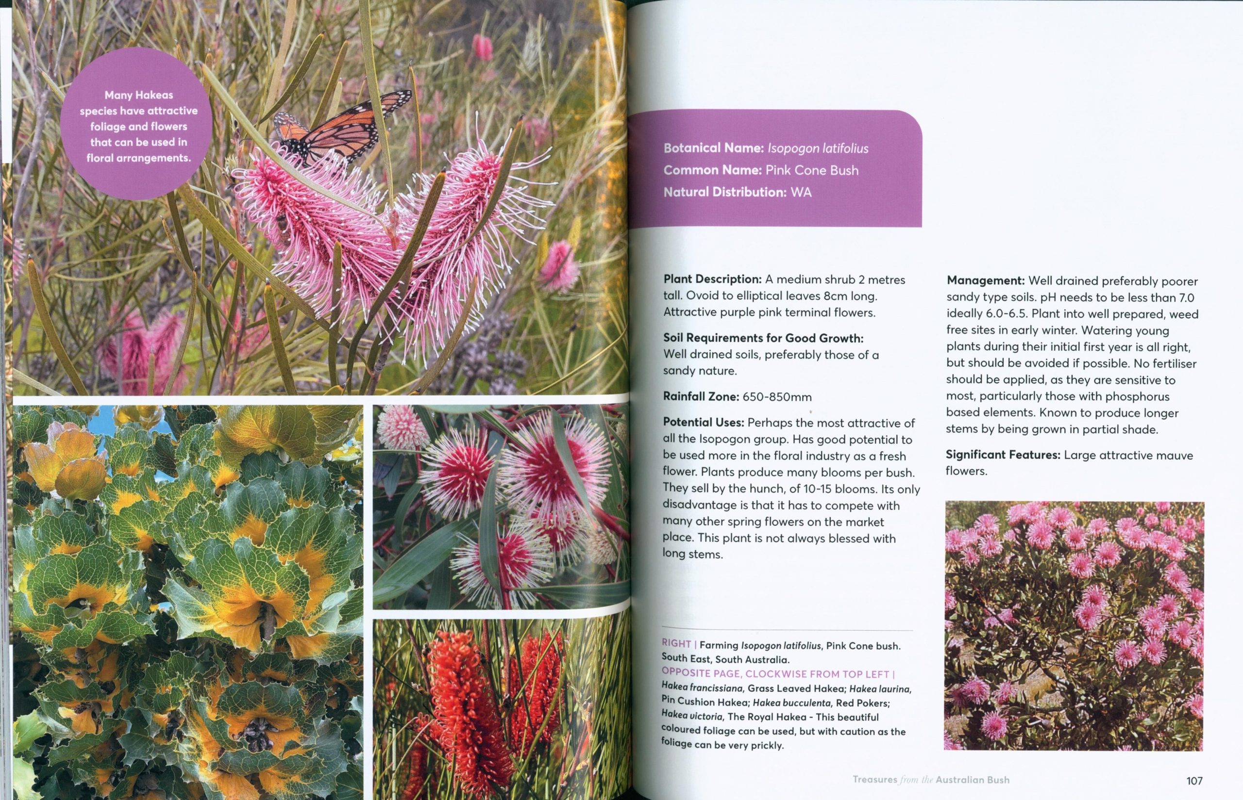 Treasures from the Australian Bush - Image 5