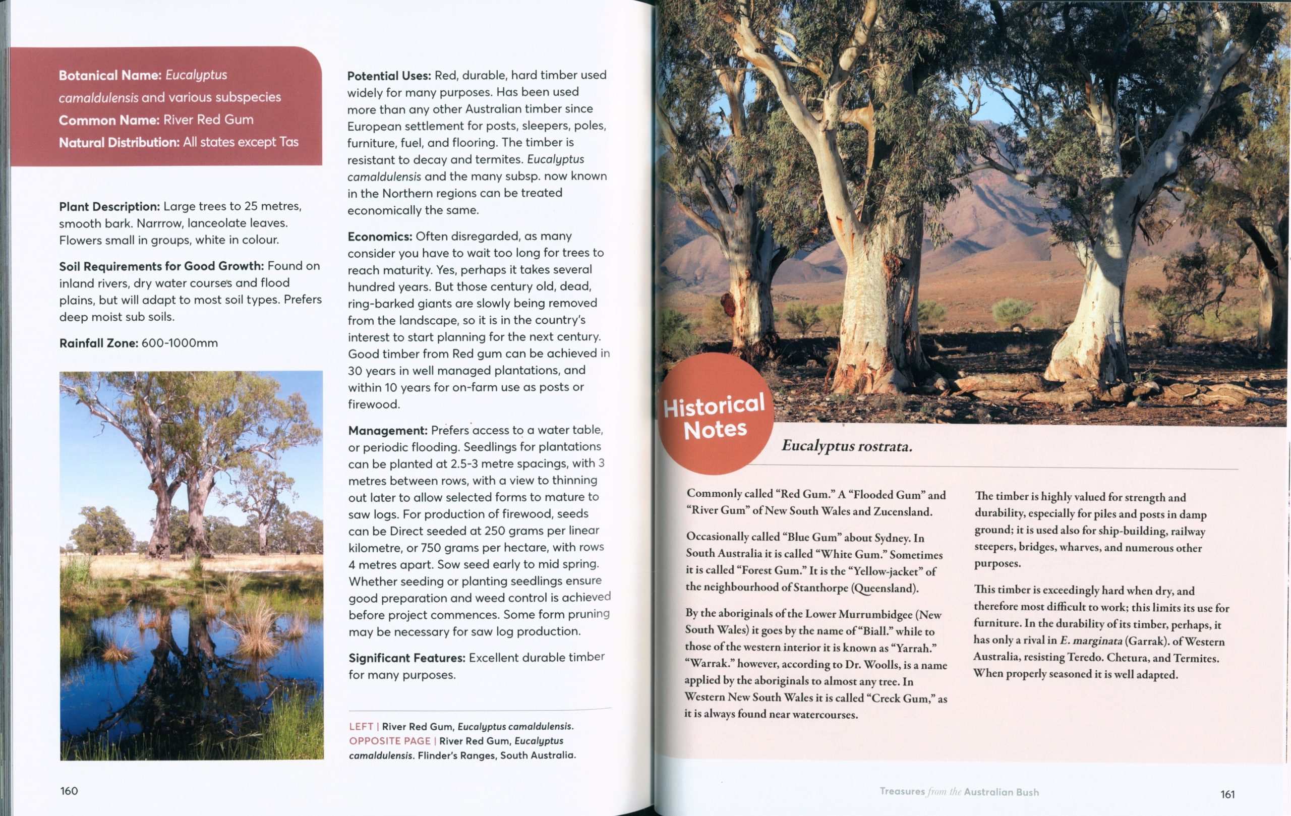 Treasures from the Australian Bush - Image 6